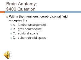 The human nervous system is capable of a wide range of functions. The Nervous System Quiz Questions Set 2 Correct