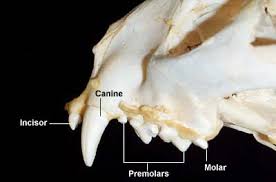 Dental Anatomy Of Cats