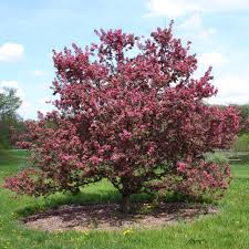 Free shipping on orders over $99 with arrive alive guarantee from the tree center. Best Trees To Plant In Ohio