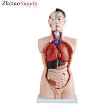 Male torso front and back with muscles and organs. 85cm 19 Parts Human Body Anatomical Male Torso Model Buy Human Anatomical Torso Model Human Torso Anatomical Model Male Torso Model Product On Alibaba Com