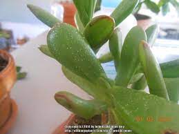 With proper care, jade plants can grow to a height of 2 feet or.6 meters. Cactus And Succulents Forum Need Help With My Sick Jade Plants Garden Org