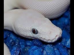blue e leucistic ball python morph