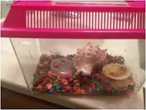 do-hermit-crabs-need-a-friend