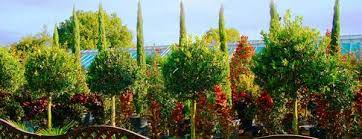 Best Plants To Grow On Roof Terraces