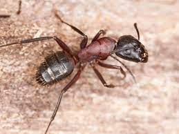 how to get rid of carpenter ants