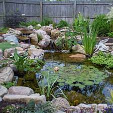 Plants For Mini Ponds And Garden Ponds