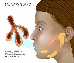 salivary glands richmond ent