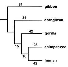 Chimpanzee Wikipedia