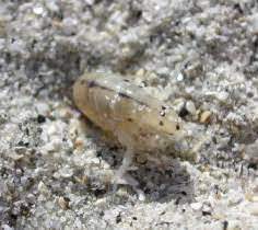 sand fleas what are they and how do