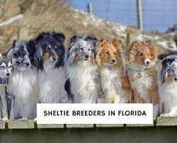 5 best sheltie breeders in florida
