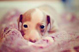 Browse dog breeds and puppies for sale from a to z. Male Italian Greyhound Puppy For Sale For Sale In Naples Florida Classified Americanlisted Com