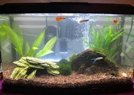grow aquarium plants