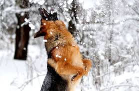 Dogs In Winter Hd Wallpaper - Nature Wallpaper