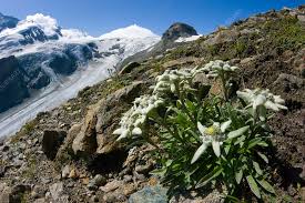 edelweiss and glacier stock image