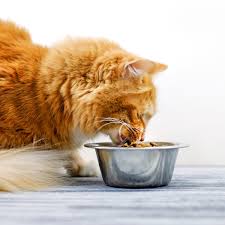 cat nutrition and tary practices