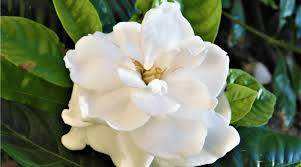 How To Care For Gardenia Plants