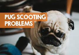 pug scooting dragging causes
