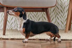 dachshund doxie dog breed
