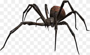 Aranha viúva negra do sul Capitão América, viúva negra aranha, imagem  Formatos de arquivo, natural, insetos png | PNGWing