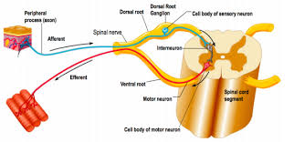 spinal cord segment diagram quizlet