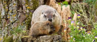 10 interesting facts about groundhogs