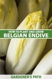 how to grow belgian endive gardener s