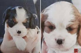 The hernas veterinary practice works with two stray puppies that were caught in a factory, to help them get adopted. Inquirer Com Philadelphia Local News Sports Jobs Cars Homes