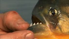 Do piranhas eat humans alive?