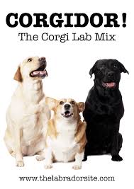 Corgi Lab Mix A Complete Guide To The Corgidor