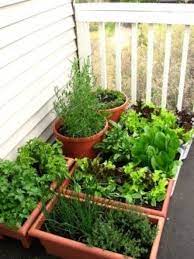 Your Balcony Garden Small Vegetable