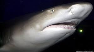 How long does it take a shark to replace a lost tooth? Sharks Use Israel S Coast As A Jacuzzi Science In Depth Reporting On Science And Technology Dw 06 02 2019