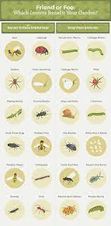how to get rid of common garden pests