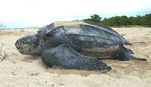 Leatherback Sea Turtle Wikipedia