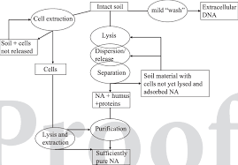 1 Flow Charts For Direct Extraction Of Nucleic Acids Na