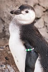 Be sure to input the name of the person you want on the adoption certificate before adding to your cart. Aquarium Of The Pacific On Twitter Say Hello To Fisher The Penguin Fisher S Name Was Submitted To Us Through Our Adopt An Animal Penguin Naming Campaign Https T Co Xcoecu1cyp