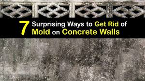 Tricks To Remove Mold From Block Walls