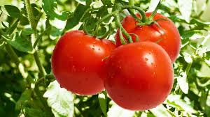 Resultado de imagen de tomate