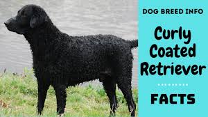 Make sure to regularly check your dog's ears to make sure he's not having issues. Curly Coated Retriever Dog Breed All Breed Characteristics And Facts About Curly Retriever Dogs Youtube