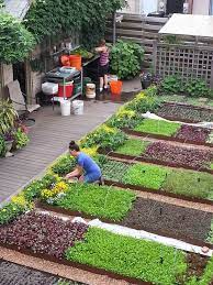 How To Get Start With Terrace Garden
