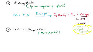 Both Equations Photosynthesis
