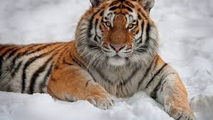 Международный день тигра. Международный день тигра.