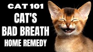cats 101 cat s bad breath home remedy