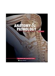 Anatomy Pathology The Worlds Best Anatomical Charts