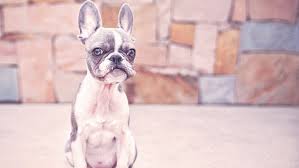 teacup french bulldog everything you