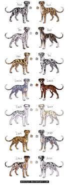 Catahoula Colors Related Keywords Suggestions Catahoula