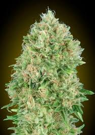 Gorilla glue gives users both a smell and taste that's reminiscent of coffee and mocha notes. Sale Of Feminised Cannabis Seed Advanced Seeds Pineapple Glue