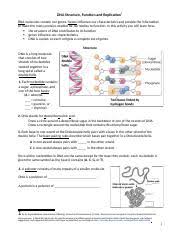 These proteins implement all of the functions. Dna Structure Function Replication Worksheet 1 Docx Dna Structure Function And Replication1 Dna Molecules Contain Our Genes Genes Influence Our Course Hero