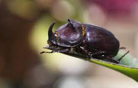 Beetle: Spiritual Meaning, Dream Meaning, Symbolism & More -
