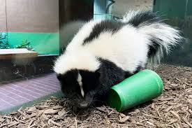 new at the zoo meet our skunk brothers