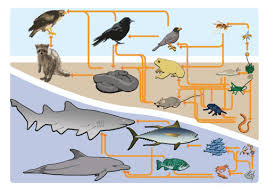 As every organism can feed on multiple things, a food web is a much more realistic and simplified method of transferring energy in an ecosystem. Food Chains And Food Webs Advanced Read Biology Ck 12 Foundation